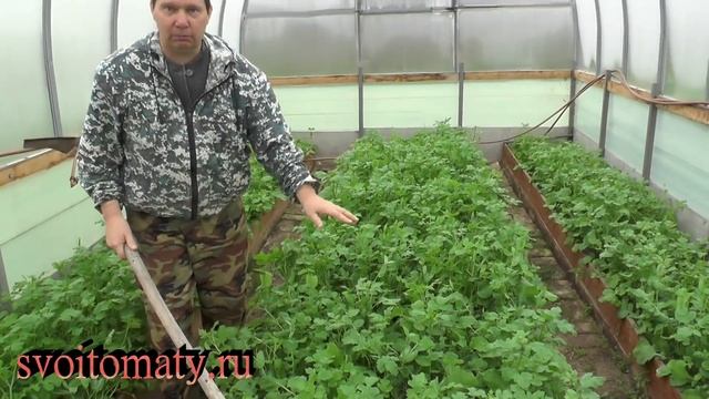 Отличные сидераты для любых культур