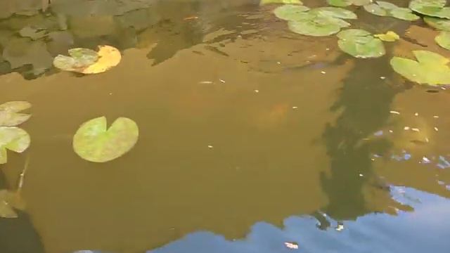 Домашний пруд с золотыми рыбками.Харьков смотреть онлайн