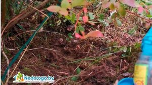 Чем подкормить голубику осенью?