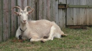 [Genshin Impact 2.4] Сливаю 180 роллов в рогатое животное