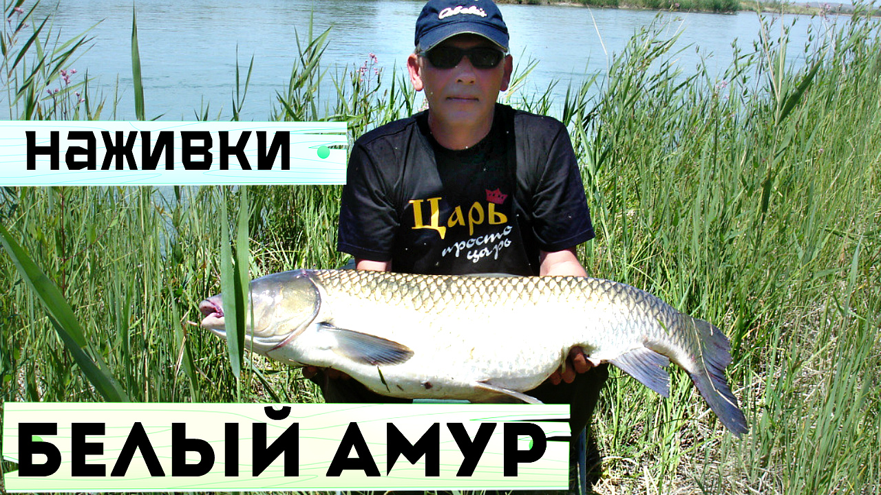 Лучшие наживки на которые клюет белый амур. На что ловится белый амур? На что ловить амура?