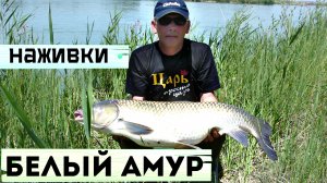 Лучшие наживки на которые клюет белый амур. На что ловится белый амур? На что ловить амура?