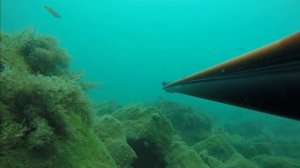 Подводная охота Сочи. Трофейный лобан.