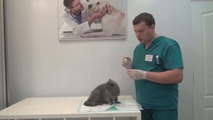 Вирусная инфекция у кошки