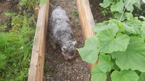 планы на лето идёт дождь спасаемся в теплице