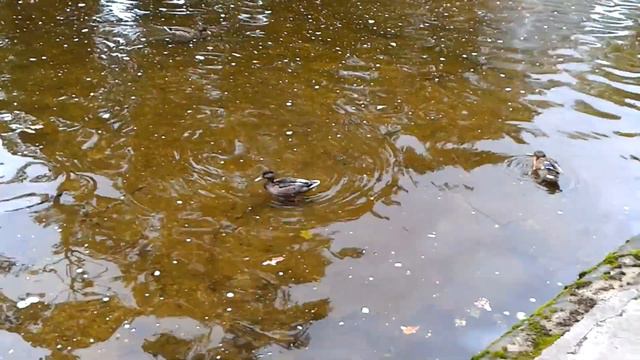 Самый крутой парк России: Царский Петергоф. смотреть онлайн