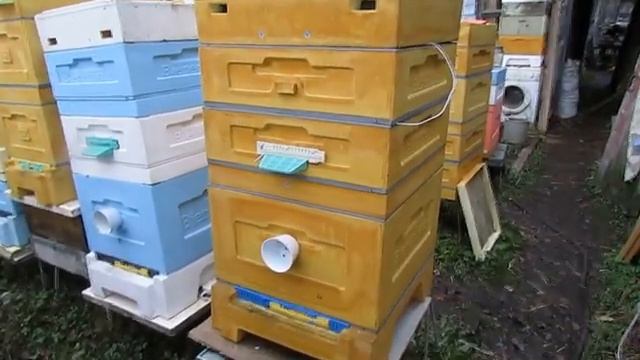 пробую новую методику зимовки пчел на воле, в 12 рамочном улье Дадан, клеща еще много у пчел.