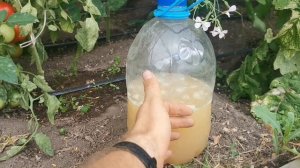 Кладоспориоз НЕ ВЛИЯЕТ на Урожай ТОМАТОВ! Как и почему!