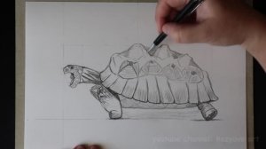 Как нарисовать черепаху карандашом.