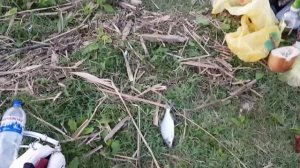 Мы снова в с. Забарино . Рыболовный комплекс  "Сичь" . Цены и отдых.