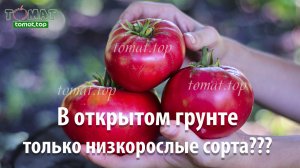 Что выбрать для открытого грунта только низкорослые томаты или высокорослые тоже Обсудим вопрос!