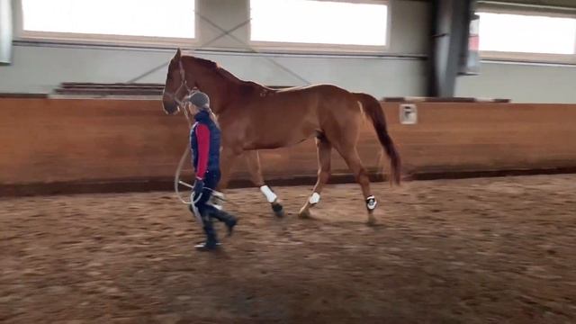 УЧИМ ЛОШАДЬ БЕГАТЬ РЯДОМ смотреть онлайн