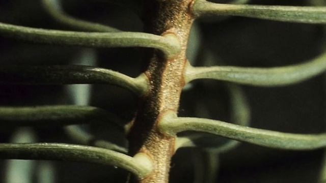 Abies concolor (Pinaceae) white fir смотреть онлайн