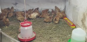 Подрощенные цыплята