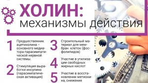 Холин | Механизмы действия