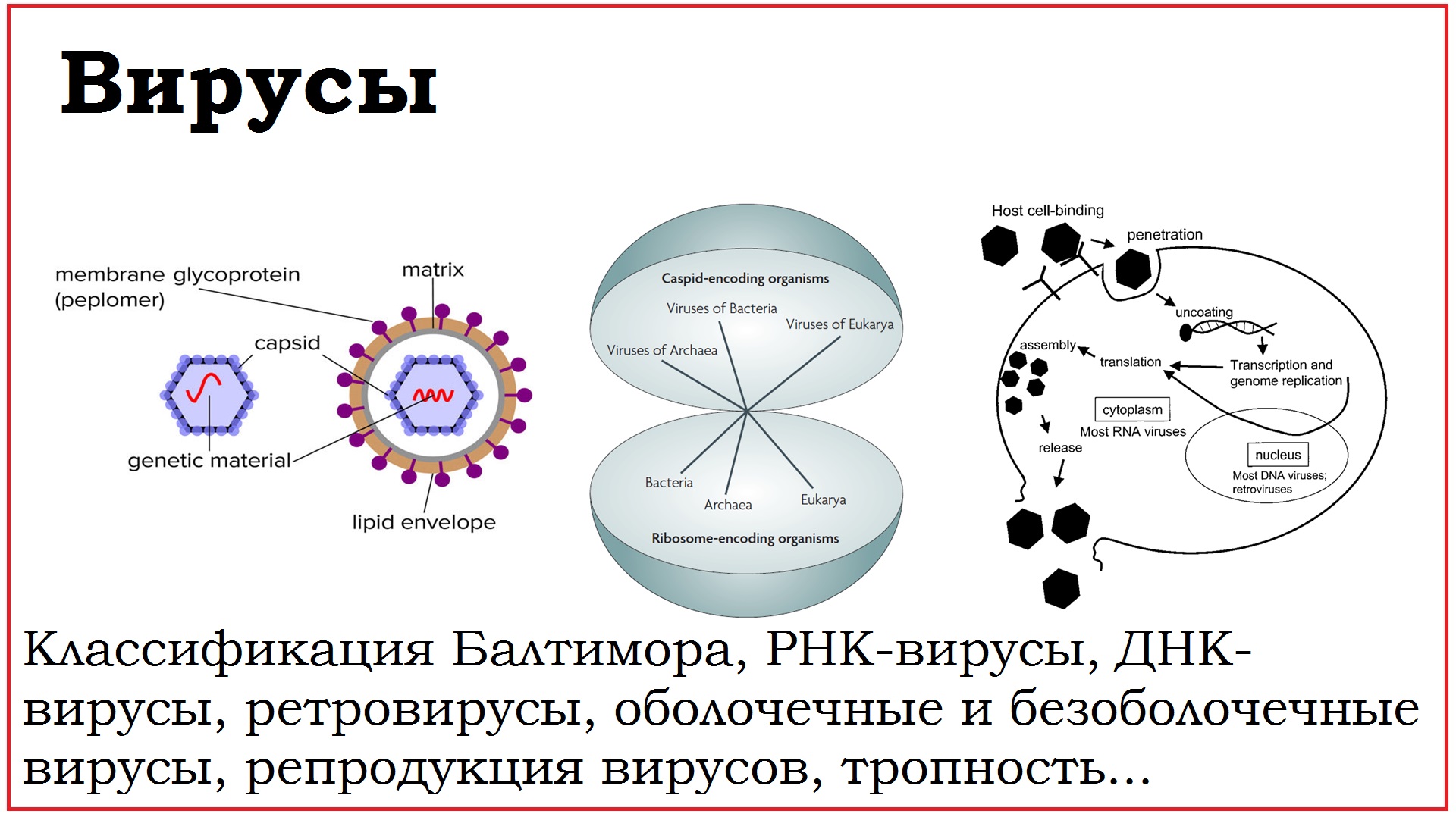 04. Вирусы