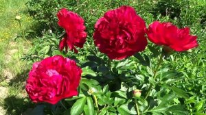 Пион ХЕРИТЕЙДЖ / Paeonia HERITAGE - ОБЗОР, ОПИСАНИЕ, ЦВЕТЕНИЕ, ОТЗЫВ