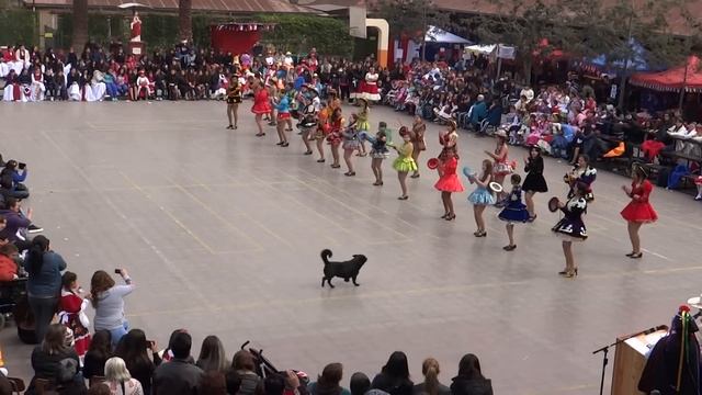 Sambo 8 basico elv смотреть онлайн