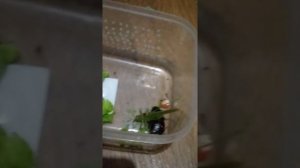 Как содержать зелёного кузнечика