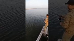 ловля кеты на спининг снасть тасманский дьявол розовый