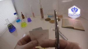 Томат Штамбовый крупноплодный. Семена Алтая