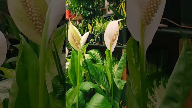 Peace lily brings good fortune, peace , Hope & prosperity into life .