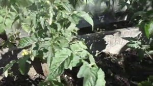 СОРТ ТОМАТА РЕНЕТ ОКАЗАЛСЯ САМЫМ МОРОЗОСТОЙКИМ.  Видео Ольги Черновой 18 мая