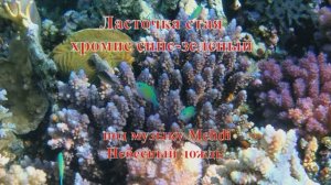 19. Ласточка стая хромис сине-зеленый под музыку Mehdi Небесный дождь HD