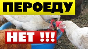 Куры чешутся что делать? Сделайте такую ванну от пероеда блох и прочих паразитов