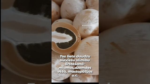 Гриб весёлка. Сок весёлки. #весёлка #грибвесёлка #zemestauki #mushroom #health #natural #грибы смотреть онлайн