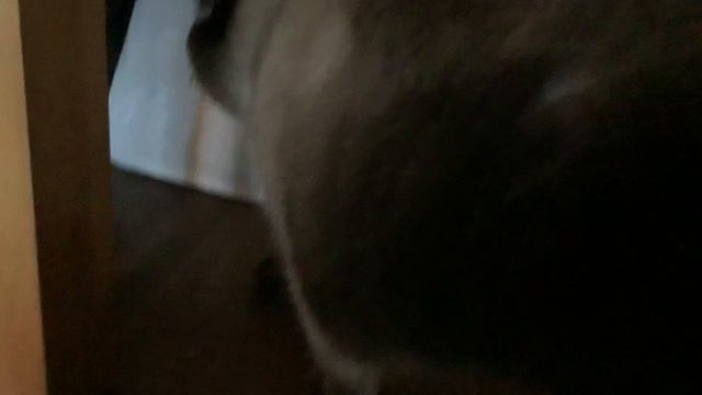 Кот смотреть онлайн