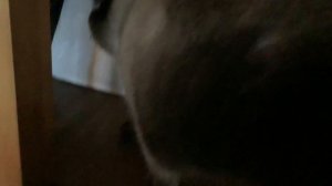 Кот