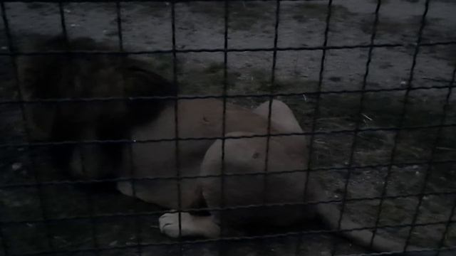 Гирей, Зевс и Алекс #Тайган смотреть онлайн