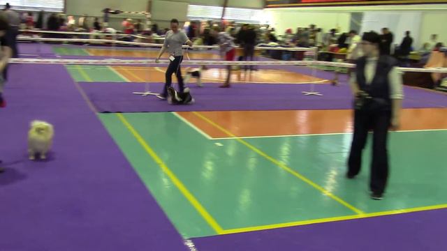 15 марта выставка собак Пенза. Ринг биверов. Шоу Кураж Жакомо Казанова ЛПП. смотреть онлайн