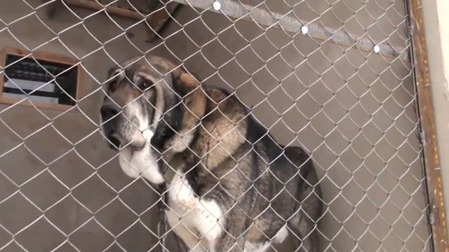 Карауыз сын Рема и Кокжалки. Tobet-boribasar.kz смотреть онлайн