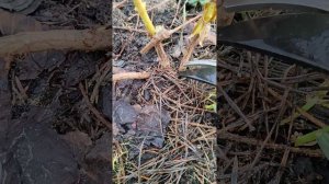 Гортензия метельчатая вышла из под снега, кора повреждена. Что делать?