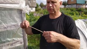 Заготовка корня сосны