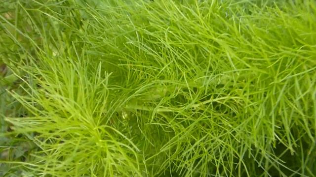 Тюльпан махровый,многолетний колокольчик,фенхель. смотреть онлайн