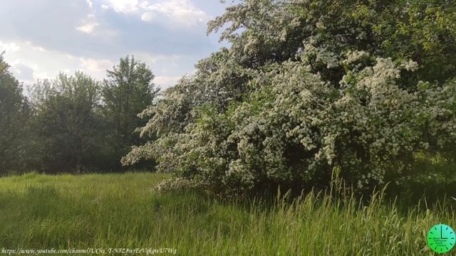 Пение птиц, сверчков вечером лесу лекарство для души и тела/Звуки природы/Birdsong/Sounds of nature