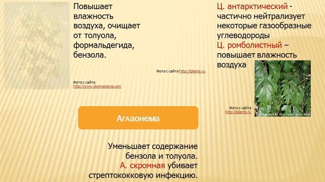 Магия растений»: фитодизайн