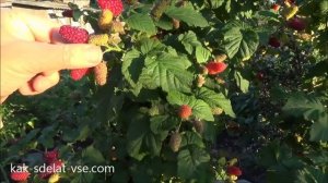 Ежемалина Тайбери. Tayberry.