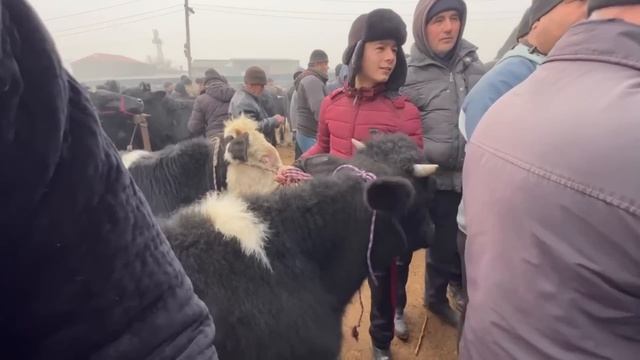 молбозори ш. ХУЧАНД. букачахои ЕВРО-РЯД