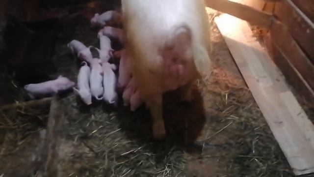 Опорос свиней. Суточные поросята. смотреть онлайн
