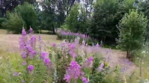 Медоносы для пчел. Кипрей - Иван Чай