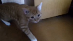 кот после кастрации