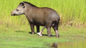 Male Tapir