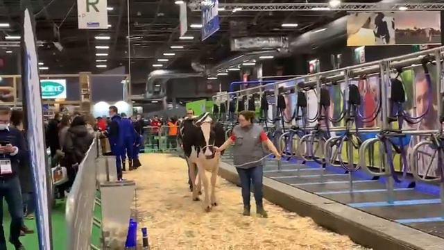 Такое редко можно увидеть по телевизору и интернету.Парижская международная выставка#коровы_франция смотреть онлайн