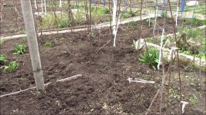 Овёс как сидерат в саду.