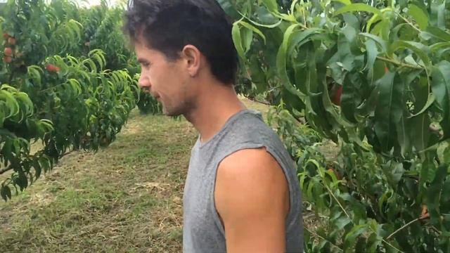 Почва в органическом фруктовом саду смотреть онлайн