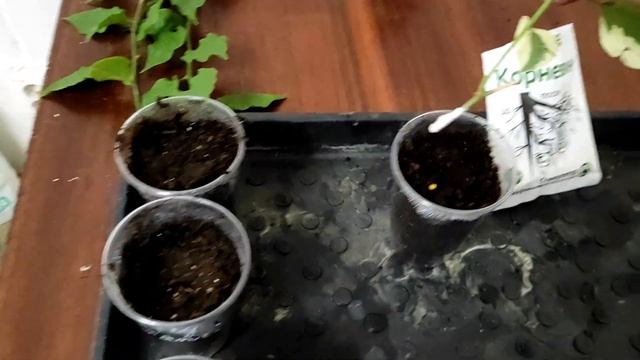 Укоренение и размножение черенков бугенвиллии